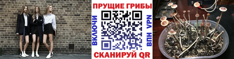 Псилоцибиновые грибы прущие грибы hydra онион Городец